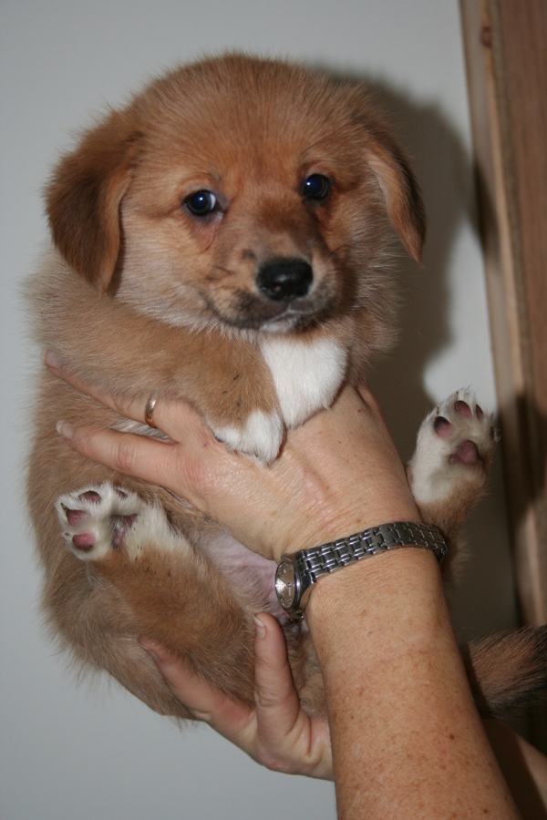Puppies
